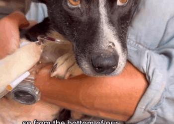 M2907052 Replying to wikxox BUNNY UPDATE She in the USA she stable and