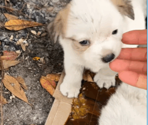 M0208027_Rescue puppy rescue rescueanimals animals a…_part2