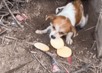 M0208026_dog foryou tiktok dogsoftiktok straydog doglove rescuedog_part2