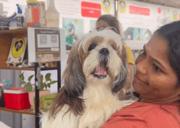 M2008001 Do you all remember Shrishti the abandoned shihtzu She had come in an unimaginable state