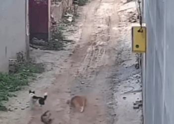 M2008002 Dog falls from the tree. Stray dog. Dog. Poor person. Part 2