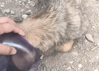 M2008004 This poor dog needed help