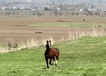 M2008008 s This horse got new hoof shorts Animal Rescue Center part2