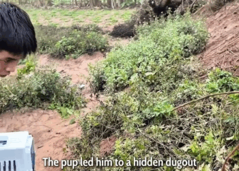 M2008010 He Thought It Was Just Lost Puppy