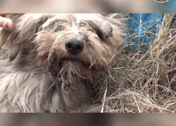 M2008011 We Had to Catch Him by Force But It Was for His Own Good part2