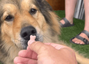 M2907053 ONE YEAR LATER fyp foryou animalrescue beforeandafter transfor