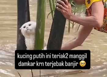 M2008012 mamak nya sampe bingung kucing Bang Sar part2