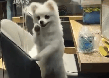 M2008013 Esta chica salvó cambio la vida de este perrito callejero que estaba siendo agredido por otros perros más grandes amorpo part2