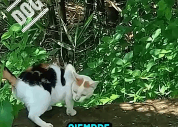 M2008014 Un hermoso tierno rescate Una gatita no dejaba su único hijo pesar de estar débil tener una discapacidad en su patita part2