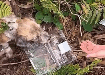 M2008015 Un acto heroico lleno de mucho amor amorporlosanimales historia finalfeliz perros adoptanocompres Dog Soccer part2