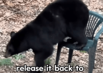 M2008021 This family rescued bear that was hit by car bear shorts part2