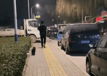 M2907055 mama dog carrying her baby begging for help Animal Lover resc