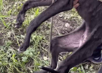 M2008022 Rescue dog starved to the point of not being able to move rescue lovedog dogrescue dog part2