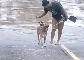 M2008023 Incredible Dog Rescue From Fear to Freedom part2