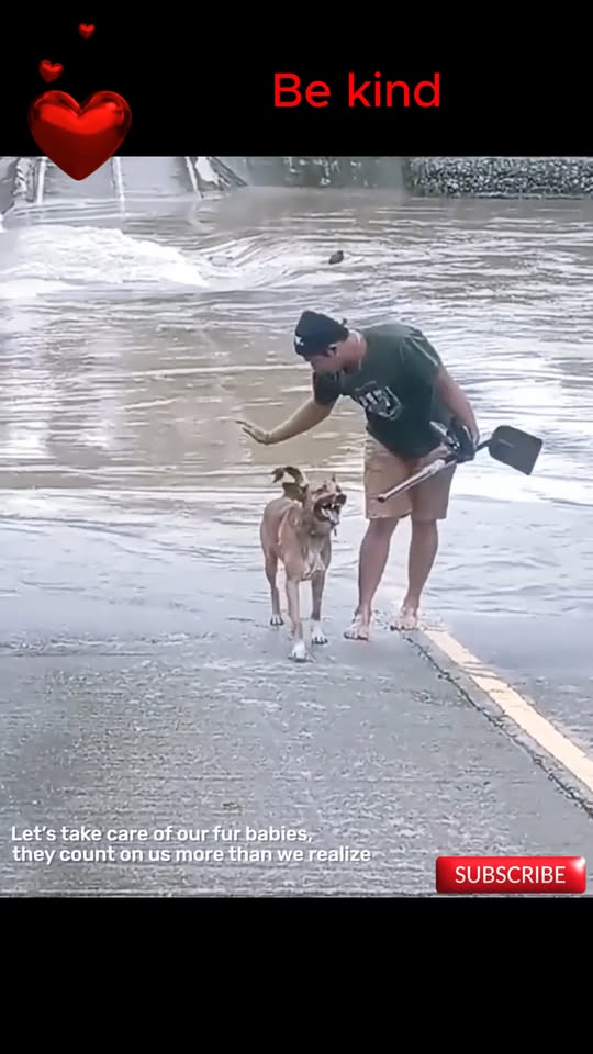 M2008023 Incredible Dog Rescue From Fear to Freedom part2