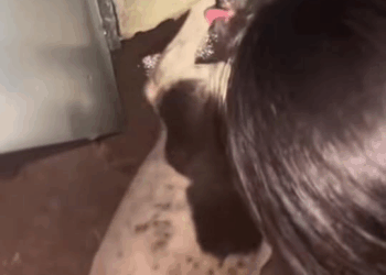 M2008024 The kitten was buried under the soil dog love fyp kindness part2