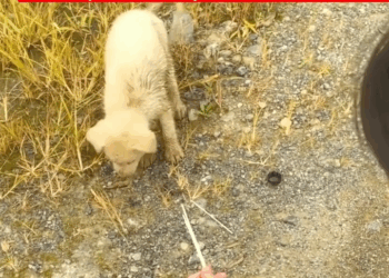 M2008025 Homeless Stray Puppy in Need Dirty and Desperate for Food part2