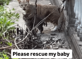 M2008027 Video by cats usa part2