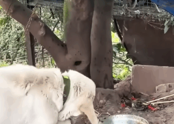 M2008028 woman rescued baby bird that had fallen into the water and then decided Petlife part2