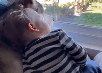 M2008029 This family rescued puppy who had lost its mother and then this happened animalshorts Petlife part2