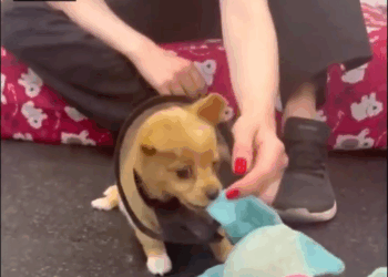 M2008031 She Smiled To Me When Saved Her But Then Collapsed Down On The Way To Our Vet part2