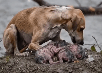 M2008032 Rain or My Tears doglove Dog Tales part2