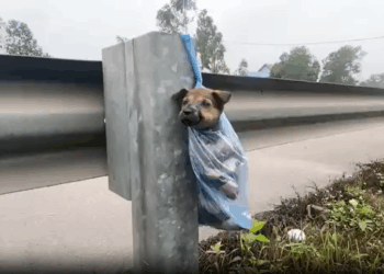 M2008003 M0606002 Poor Little Puppy Was Tied Up And Thrown Away part1