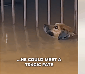 M2008005 1Dog is rescued from flood part1 See part in the comment_part1