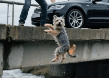 M2008007_Rescued from the Water Dog Finds Hope Again K94 dog rescue trending pets K94 Fusion