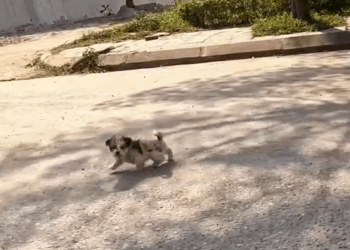 M2008007_found small homeless dog picking up food on the street_part2