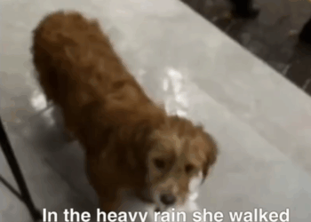 M2008016_In the heavy rain she shivered and dragged herself to the restaurant to ask for some leftover food_part2