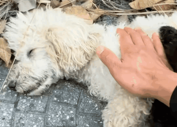 KM2907049 Rescue family dog on the road rescue animal animalsoftiktok res