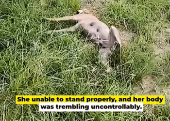 M1408016_Dog Found in Bad State after Eating Something Toxic_part2