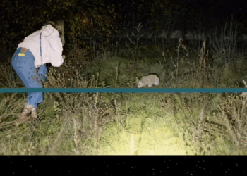 M2907056 Scared tiny street puppy becomes the biggest love bug after being res