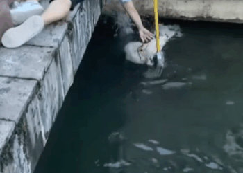 M 000 please save him part1