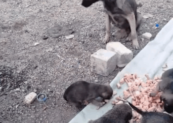 M2308002 This mama dog begged for her pups