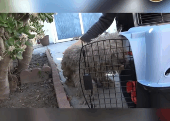 M2308003 He Fought Us at First But Deep Down He Just Wanted to Be Saved part2