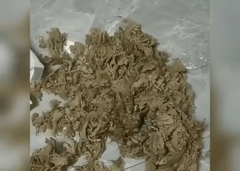 M2308004 Watch This Rescue Dog part2