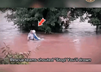 M2308005 Mother Love Brave Dog Saves Her Puppies from the Flood part2