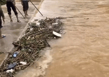 M2308007 See the incredible rescue that transformed this dog life