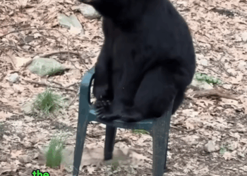 M2308009 This family rescued a bear that was hit by a car bear shorts animals BGZQUqKAe4w