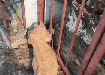 M2907057 Iniwan ng amo pero lumaban para mabuhay aspin dogrescue doglovers part2