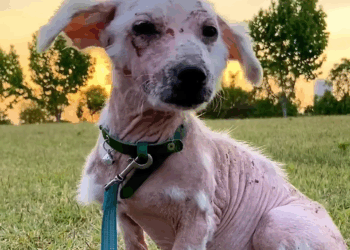 M2308010 hungry stray dog begging for food