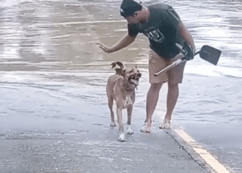 M2308011 Incredible Dog Rescue From Fear to Freedom WNxWUUj8ma8