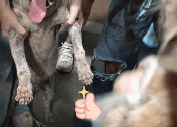 M2308012 The kitten was buried under the soil dog love fyp kindness part2