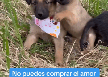 M2308014 Estos bebés hermosos esperan conseguir el HOGAR que merecen part2