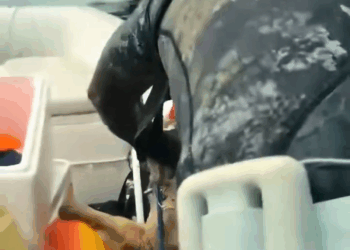 M2308016 Watch more next episode here https loveanimal