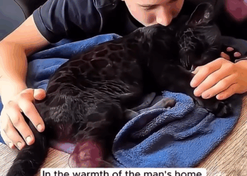 M2308017 Watch more other stories https loveanimal