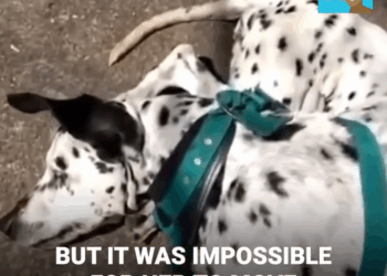 M2308018 Pup abandoned under the scorching sun by owners with cruel intentions part2