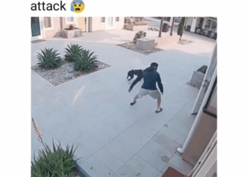 M2308019 The guy save this cat from dog attack cats catlover catlovers catlife cat catsofinstagram funnycats catres part2